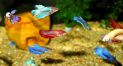 Петушок, или бойцовая рыбка Betta splendens (разные цвета в ассорт.) аквариумная рыбка размер L