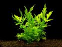 Папоротник крыловидный или капуста водяная Ceratopteris cornuta, аквариумное растение