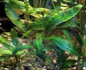 Криптокорина родственная (Cryptocoryne affinis), аквариумное растение 1 куст