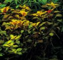 Людвигия болотная х ползучая (гибрид): людвигия болотная х людвигия ползучая (Ludwigia palustris х Ludwigia repens)