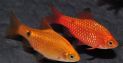 Барбус огненный "Золотой" Barbus conchonius, Puntius conchonius, аквариумная рыбка размер S
