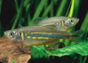 Данио малабарский Danio aequipinnatus, Danio malabaricus  аквариумная рыбка размер S