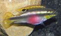 Цихлида "попугай" Pelvicachromis pulcher, M, аквариумная рыбка размер M