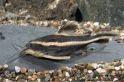Сомик платидорас полосатый Platydoras costatus, аквариумная рыбка размер L