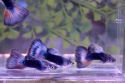 Гуппи получерная голубая Poecilia reticulata,  размер М аквариумная рыбка
