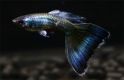 Гуппи Poecilia reticulata получерная синяя, аквариумная рыбка рамер М