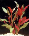 Альтернантера пурпурная Alternanthera cardinalis, аквариумное растение, 1 стебель