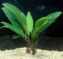 Анубиас узколистный Anubias lanceolata, аквариумное растение 1 куст