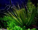 Бликса Обера Blyxa aubertii, аквариумное растение 1 куст.