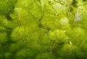 Кабомба водная Cabomba aquatica, аквариумное растение 1 стебель
