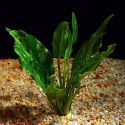 Эхинодорус сердцелистный Мраморная Королева Echinodorus cordifolius Marble Queen, аквариумное растение 1 куст