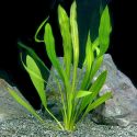 Эхинодорус уругвайский (Echinodorus uruguayensis), аквариумное растение 1 куст