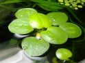 Лимнобиум побегоносный Limnobium stoloniferum, аквариумное растение