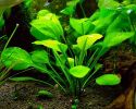 Жерушник водный  Rorippa aquatica, аквариумное растение 1 куст