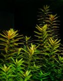 Ротала круглолистная или рутудинфолия Rotala rotundifolia, аквариумное растение 4-5 стеблей