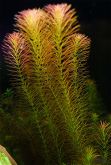 Ротала Валлиха Rotala wallichii, аквариумное растение 4-5 стеблей