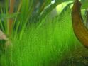 Мох Стринг, Stringy moss, Leptodictyum riparium, аквариумное растение
