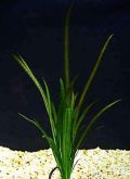 Валлинснерия спиральная полосатая Vallisneria spiralis `Striped', аквариумное растение