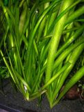 Валлиснерия гигантская Vallisneria gigantea, аквариумное растение, 1 куст